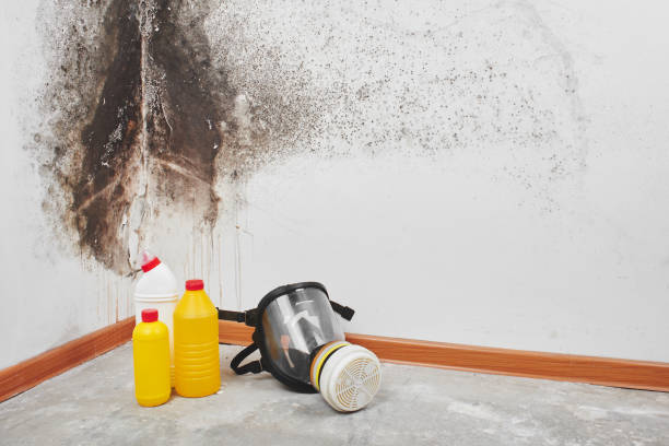 Best Insurance-Related Mold Remediation in Ponderosa Pine, NM