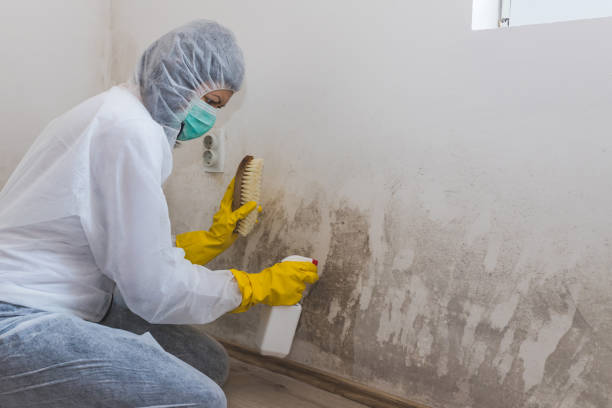 Best Attic Mold Remediation in Ponderosa Pine, NM