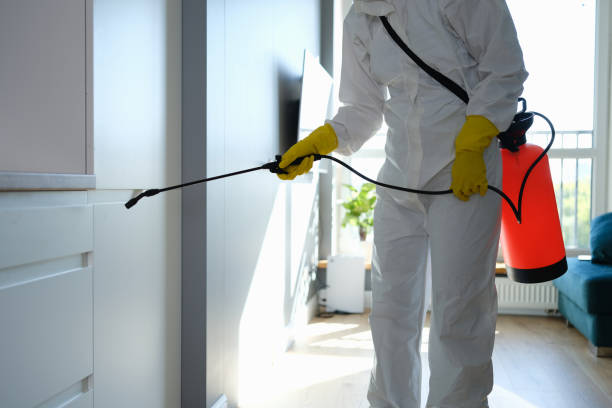  Ponderosa Pine, NM Mold Removal Pros