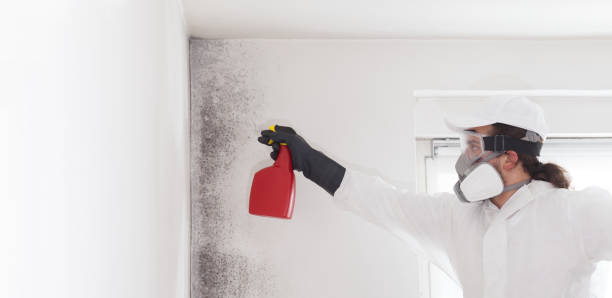 Best White Mold Remediation in Ponderosa Pine, NM