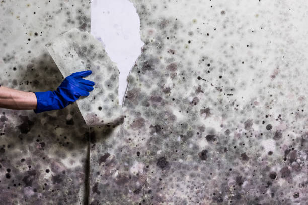 Best HVAC Mold Remediation in Ponderosa Pine, NM