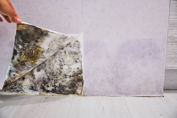 Best Emergency Mold Remediation in Ponderosa Pine, NM